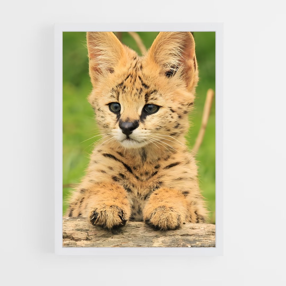 ap-serval-2 cadre Blanc