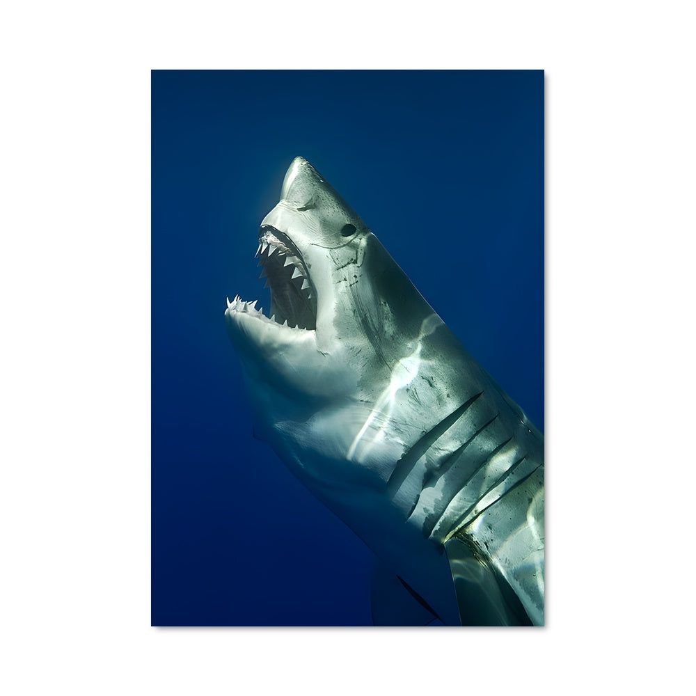 Poster Requin Blanc