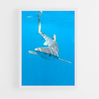 ap-shark-3 cadre Blanc