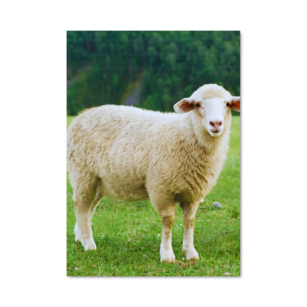 Poster Mouton Rêveur