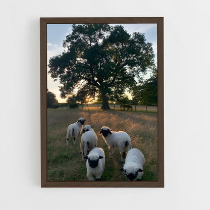 ap-sheep-4 cadre Bois foncé