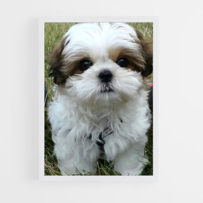 ap-shih tzu-1 cadre Blanc