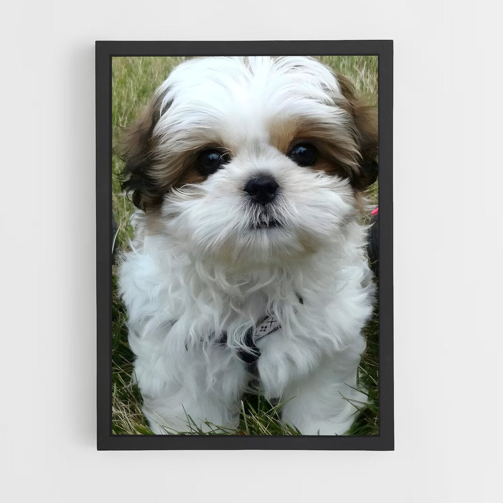 ap-shih tzu-1 cadre Noir