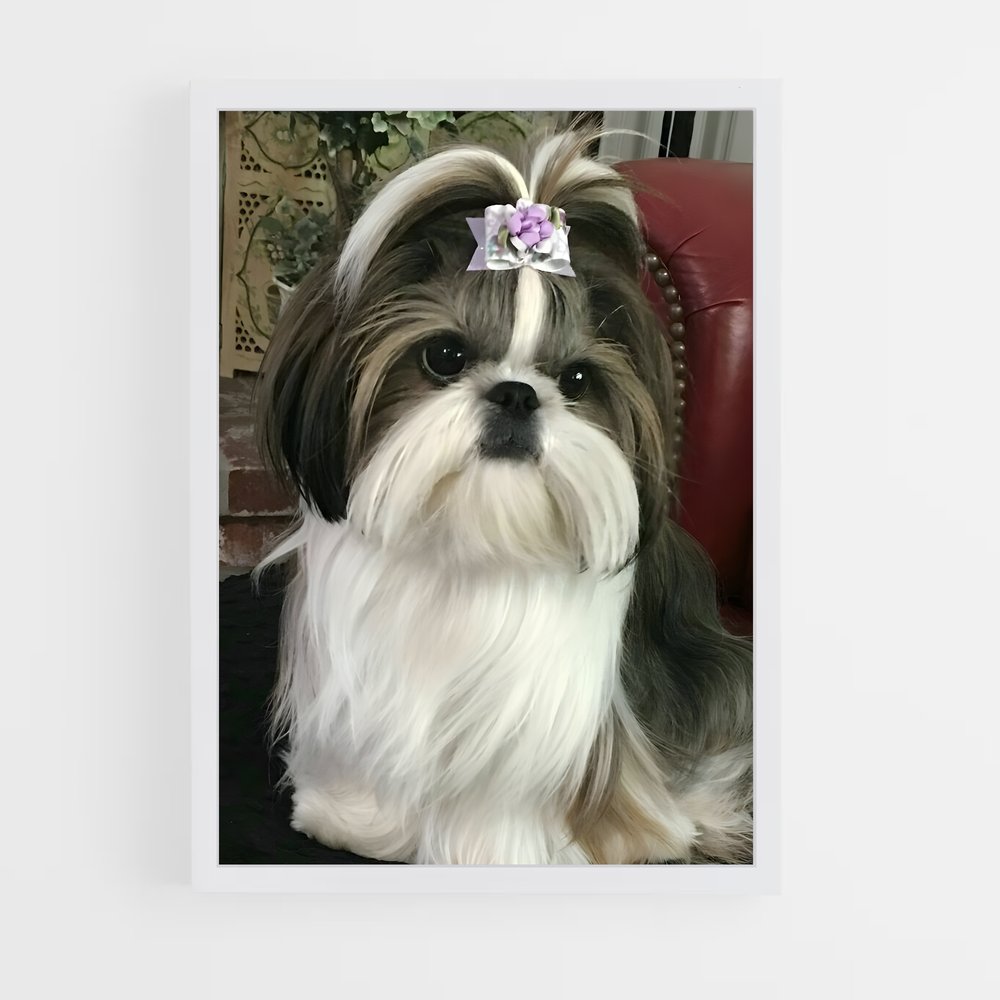 ap-shih tzu-2 cadre Blanc