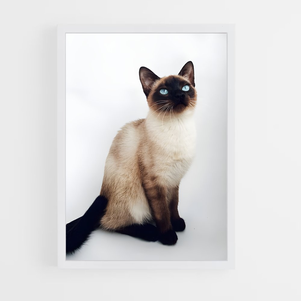 ap-siamese-5 cadre Blanc