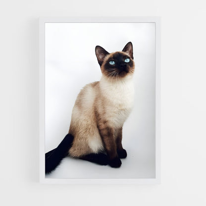 ap-siamese-5 cadre Blanc