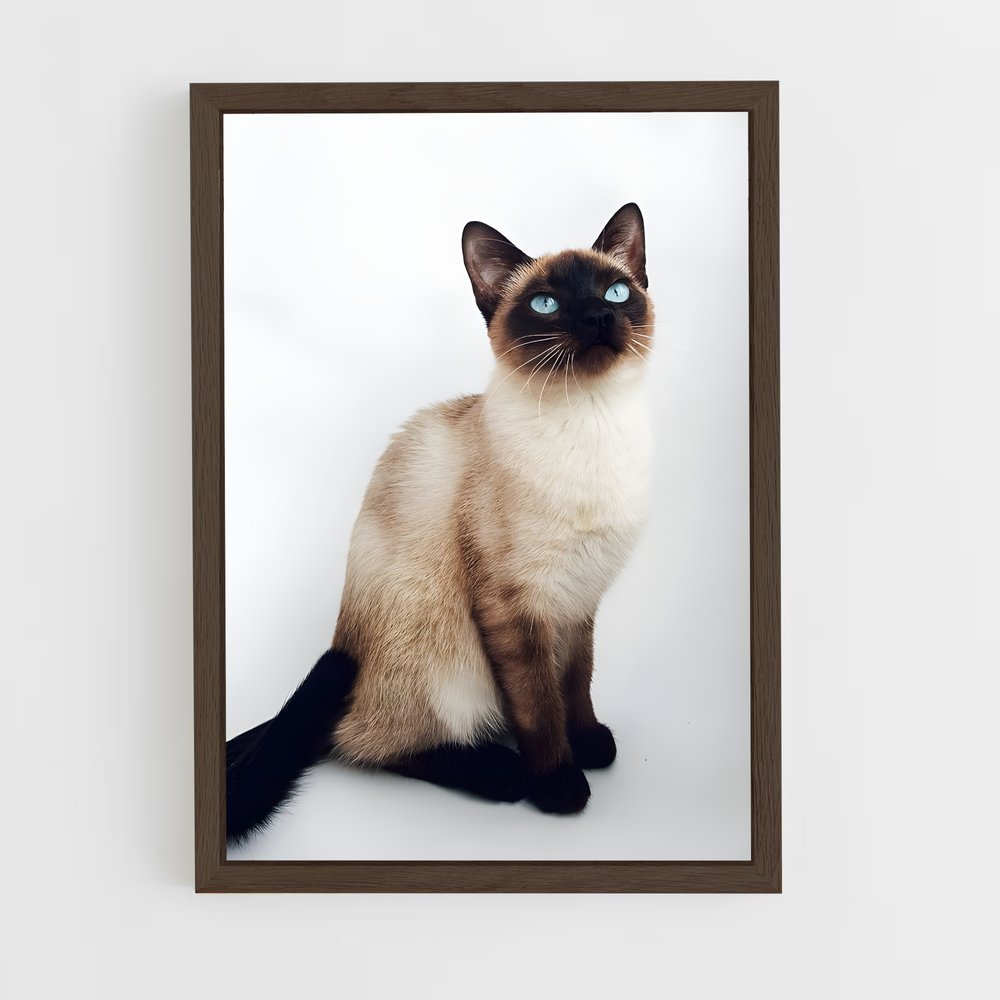 ap-siamese-5 cadre Bois foncé