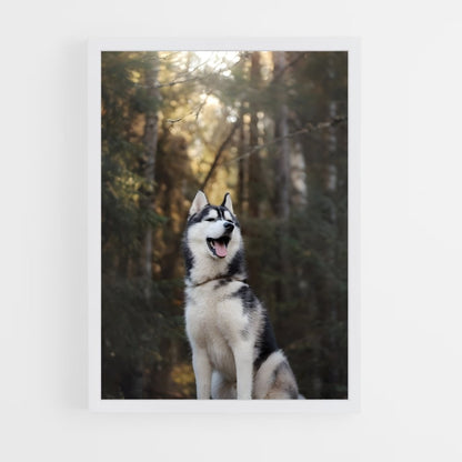 ap-siberian husky champions-1 cadre Blanc