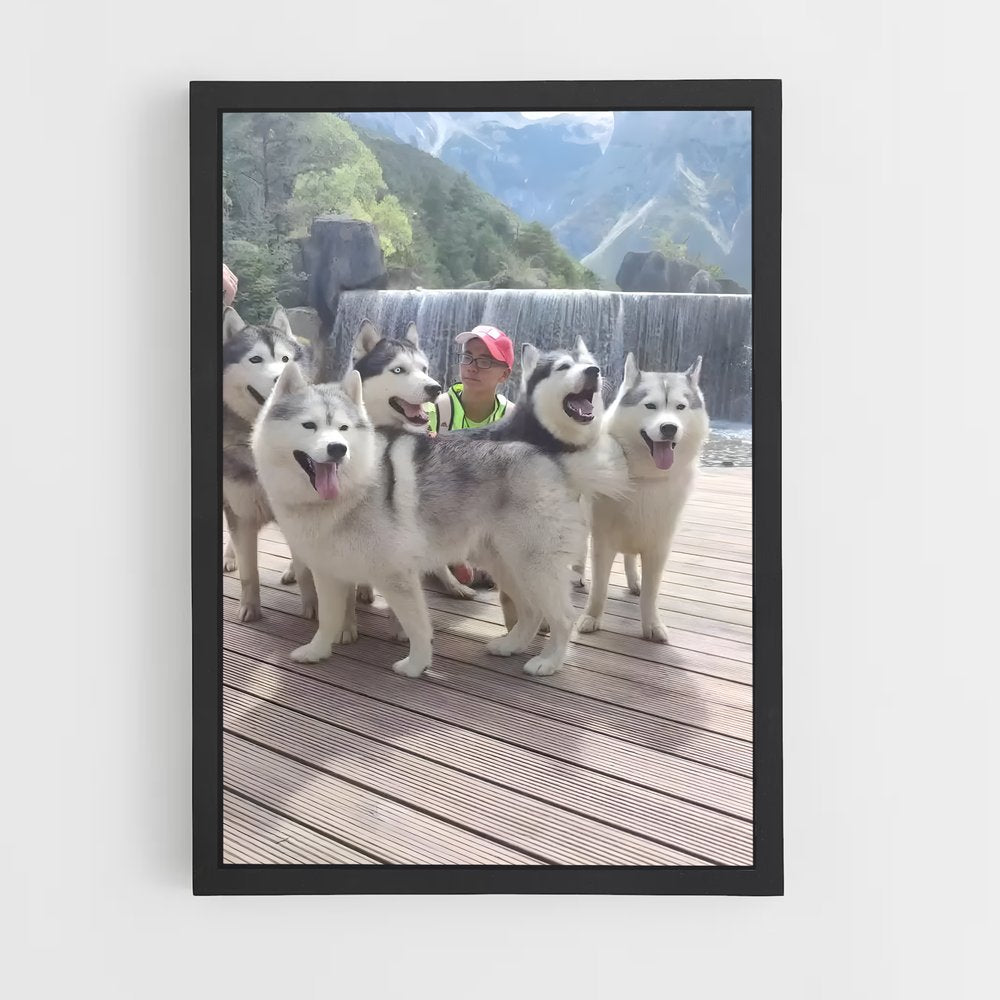 ap-siberian husky champions-2 cadre Noir