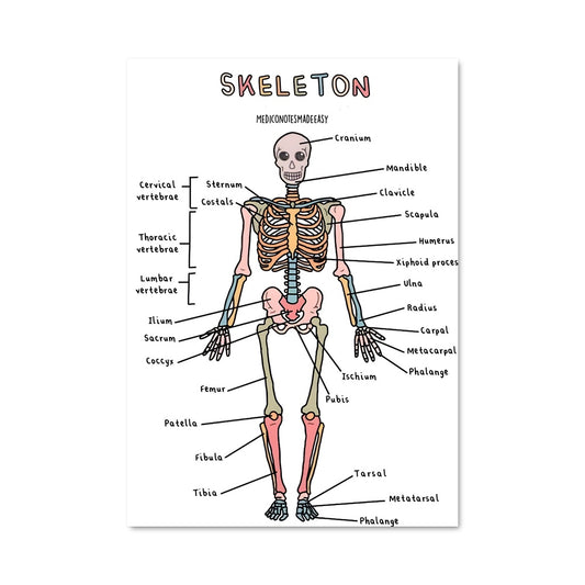 Poster Anatomie des Os