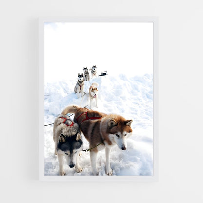ap-sled dog teams alaska-2 cadre Blanc