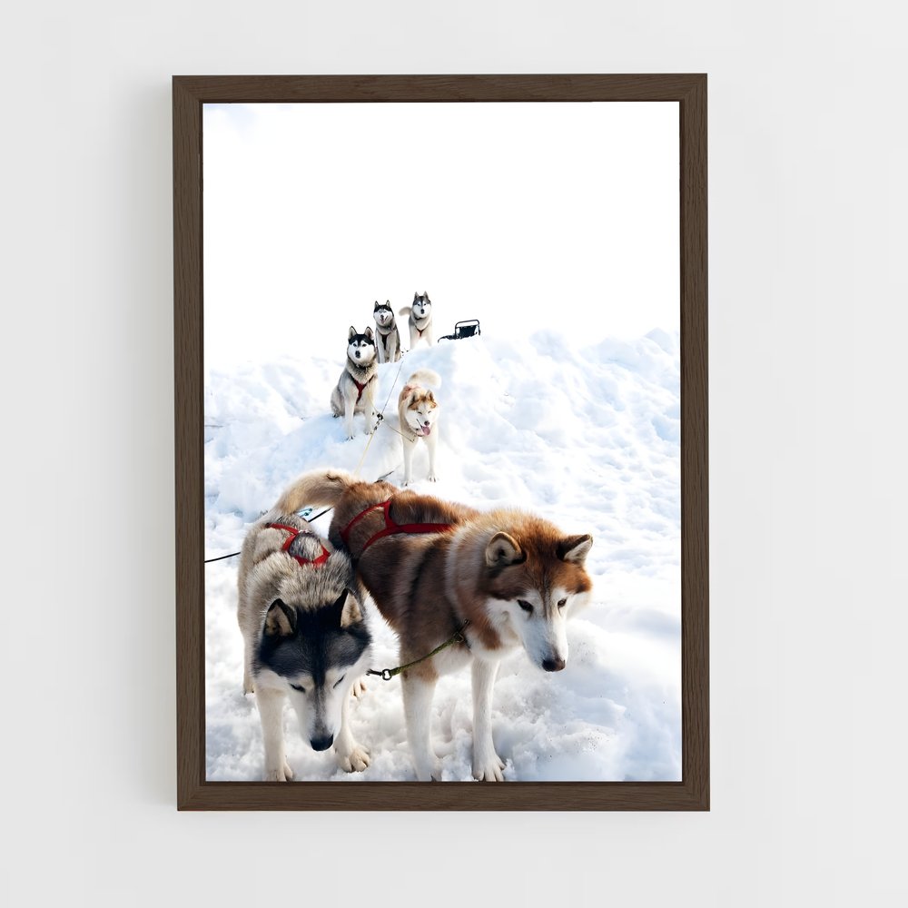 ap-sled dog teams alaska-2 cadre Bois foncé