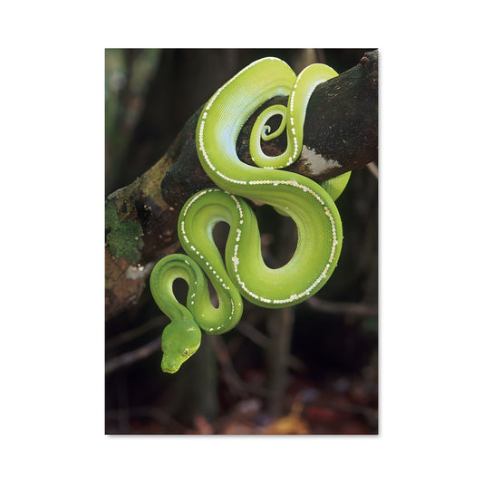 Poster Serpent d'Émeraude