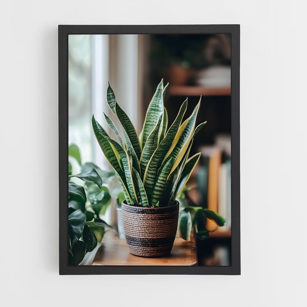 ap-snake plant-1 cadre Noir