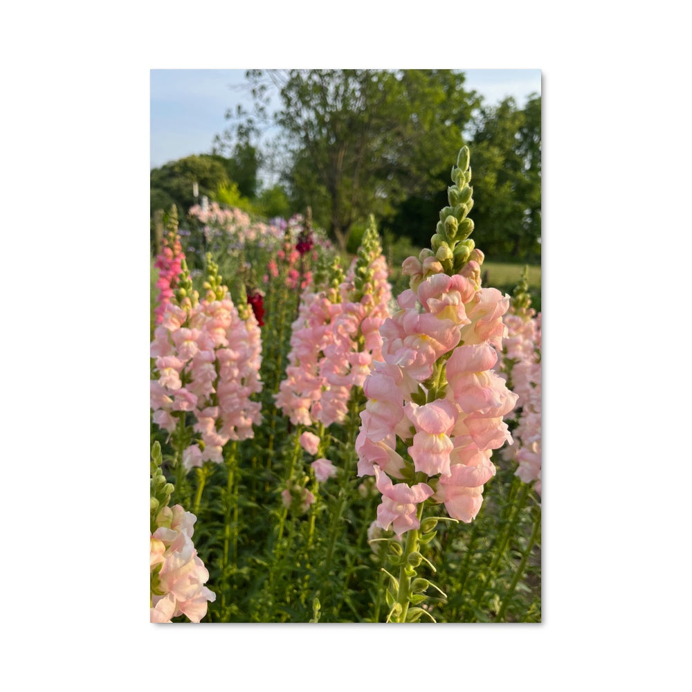 Poster Snapdragon 96730