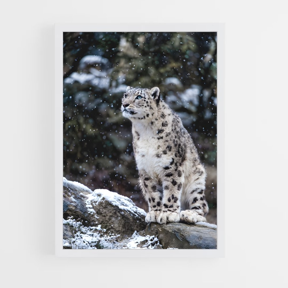 ap-snow leopard-8 cadre Blanc