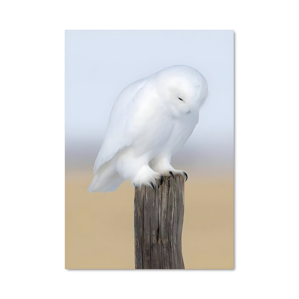 Poster Snowy owl 84396