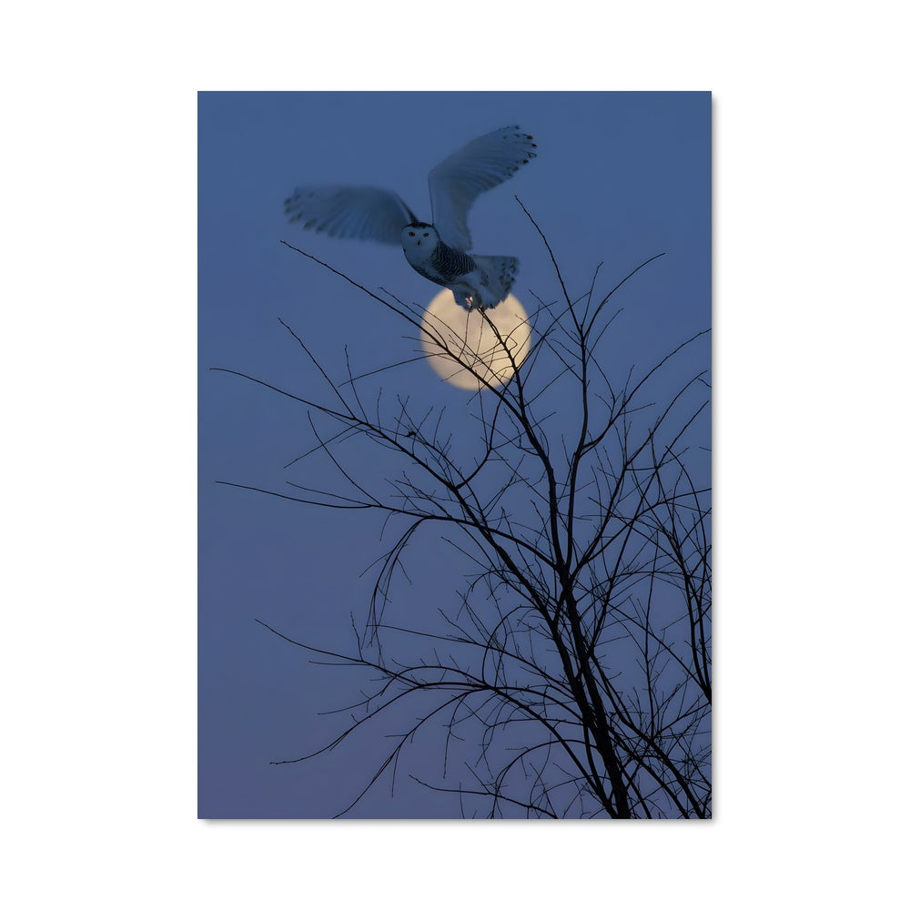 Poster Snowy owl 84376