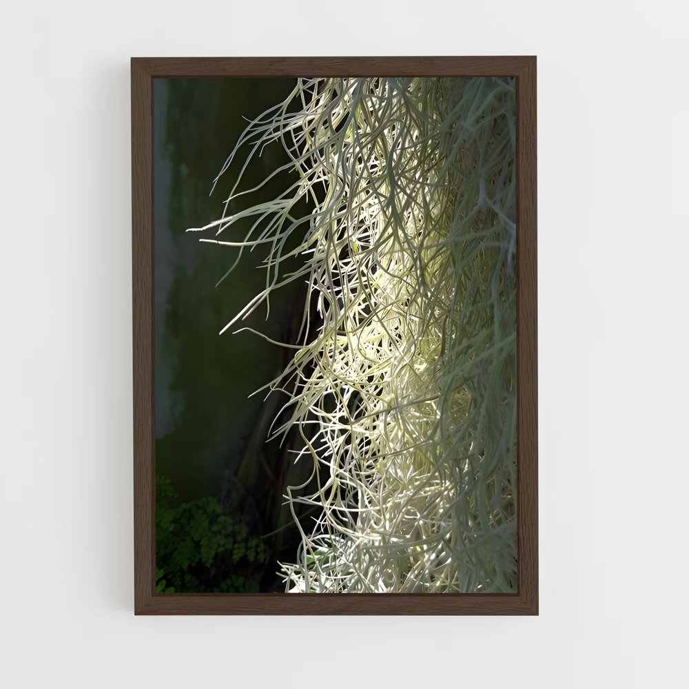 ap-spanish moss-4 cadre Bois foncé