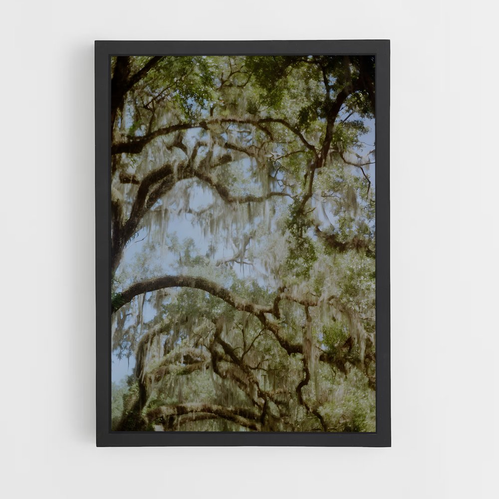 ap-spanish moss-5 cadre Noir