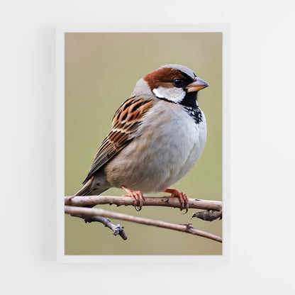 ap-sparrow-3 cadre Blanc