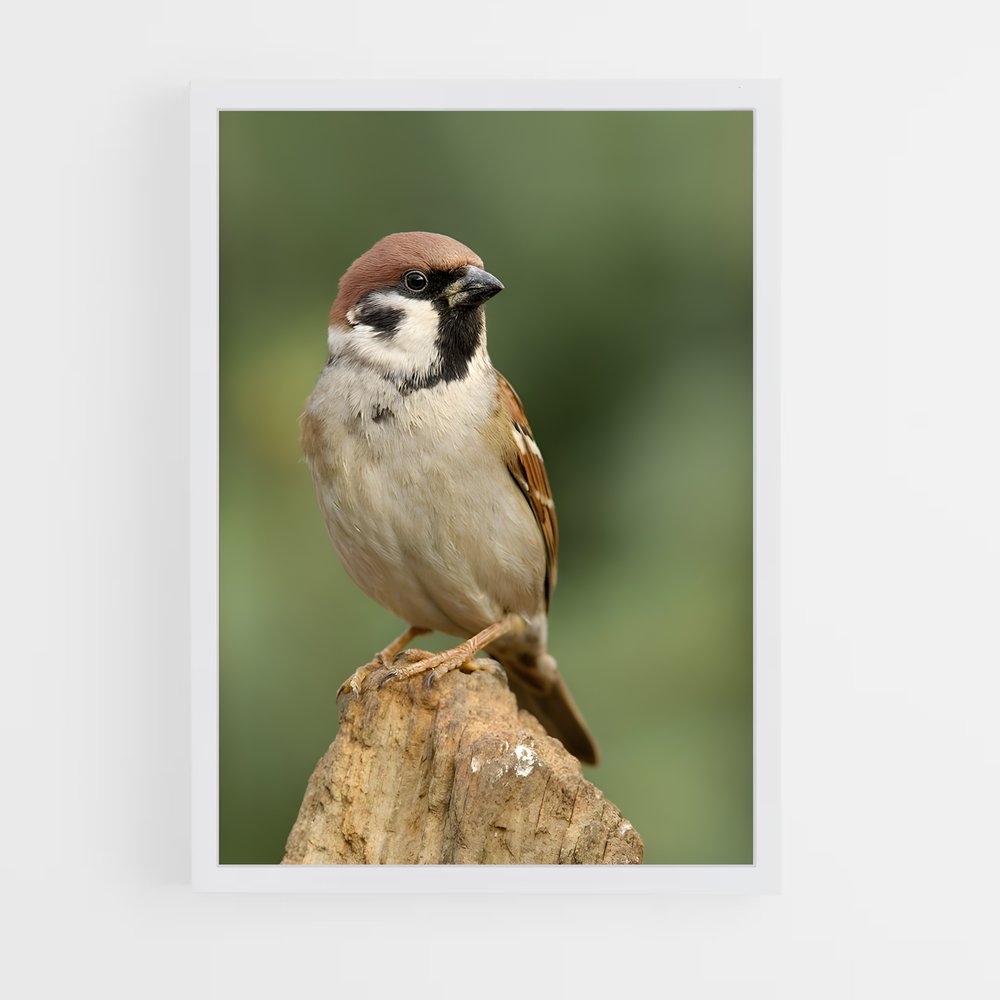 ap-sparrow-5 cadre Blanc