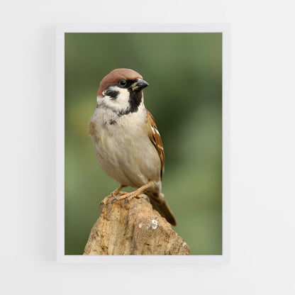 ap-sparrow-5 cadre Blanc