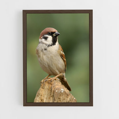ap-sparrow-5 cadre Bois foncé