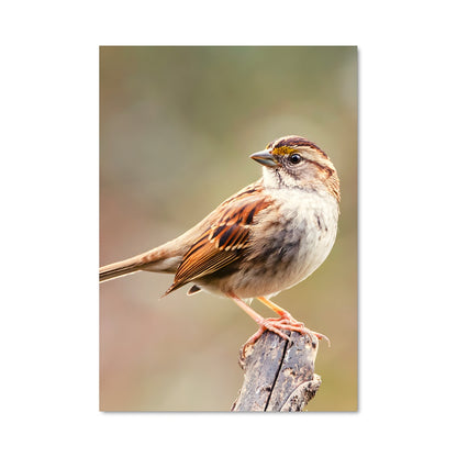 Poster Sparrow 84395