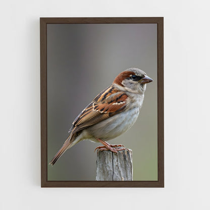 ap-sparrow-8 cadre Bois foncé