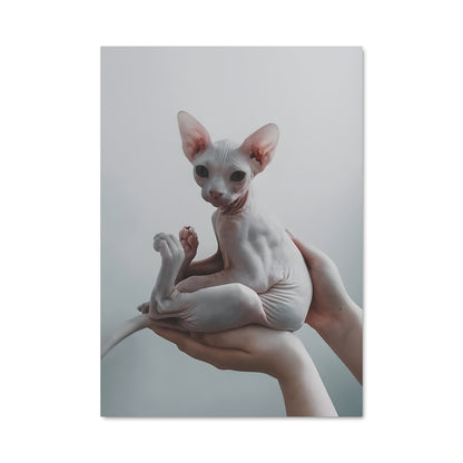 Poster Sphinx & Félin