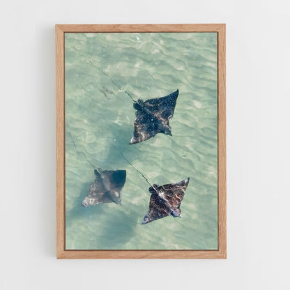 ap-stingray-3 cadre Bois clair