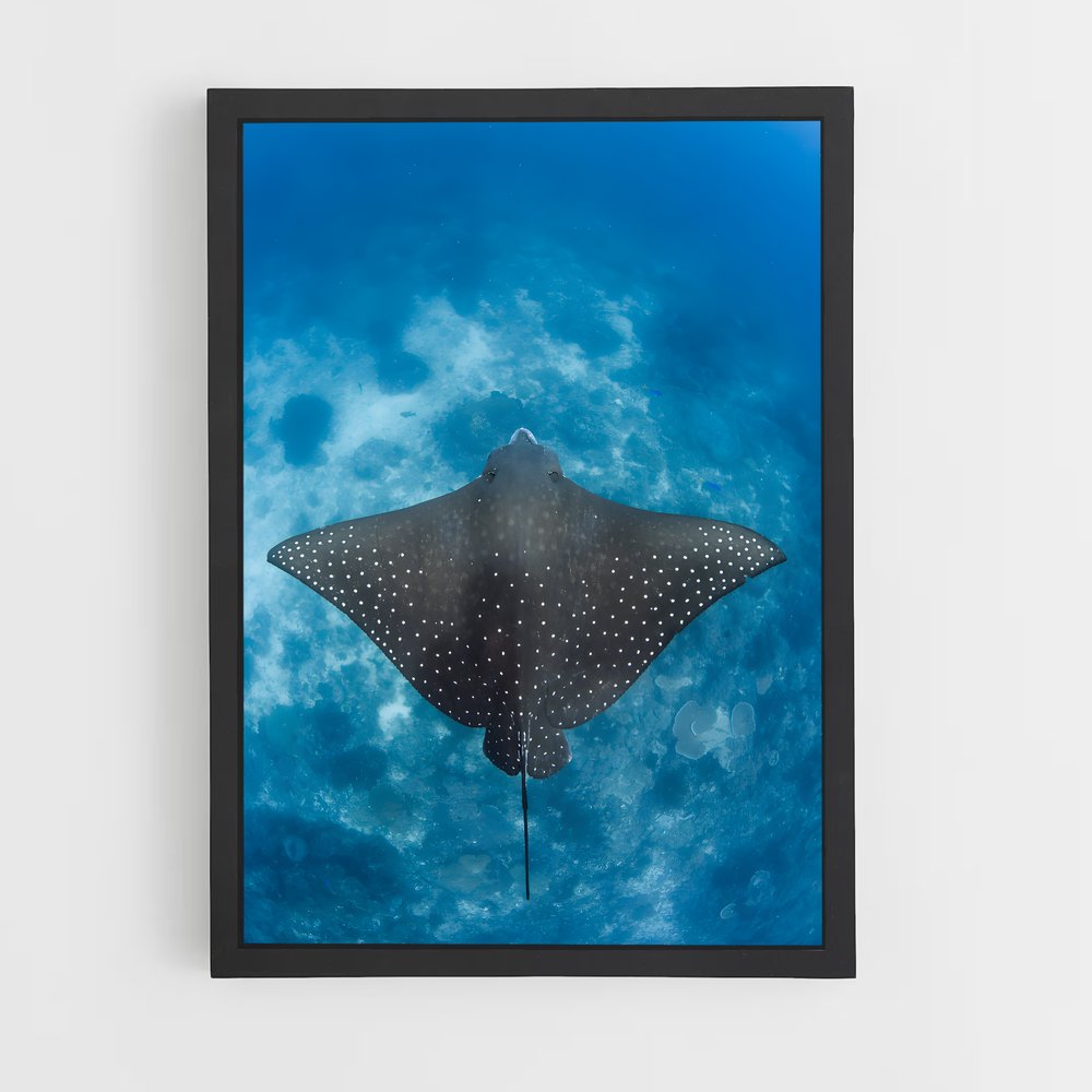 ap-stingray-4 cadre Noir
