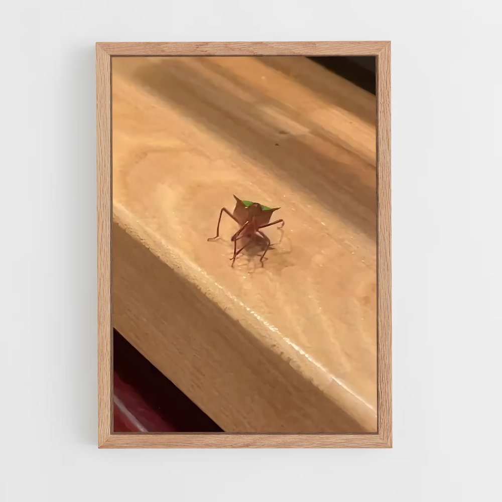 ap-stink bug-1 cadre Bois clair