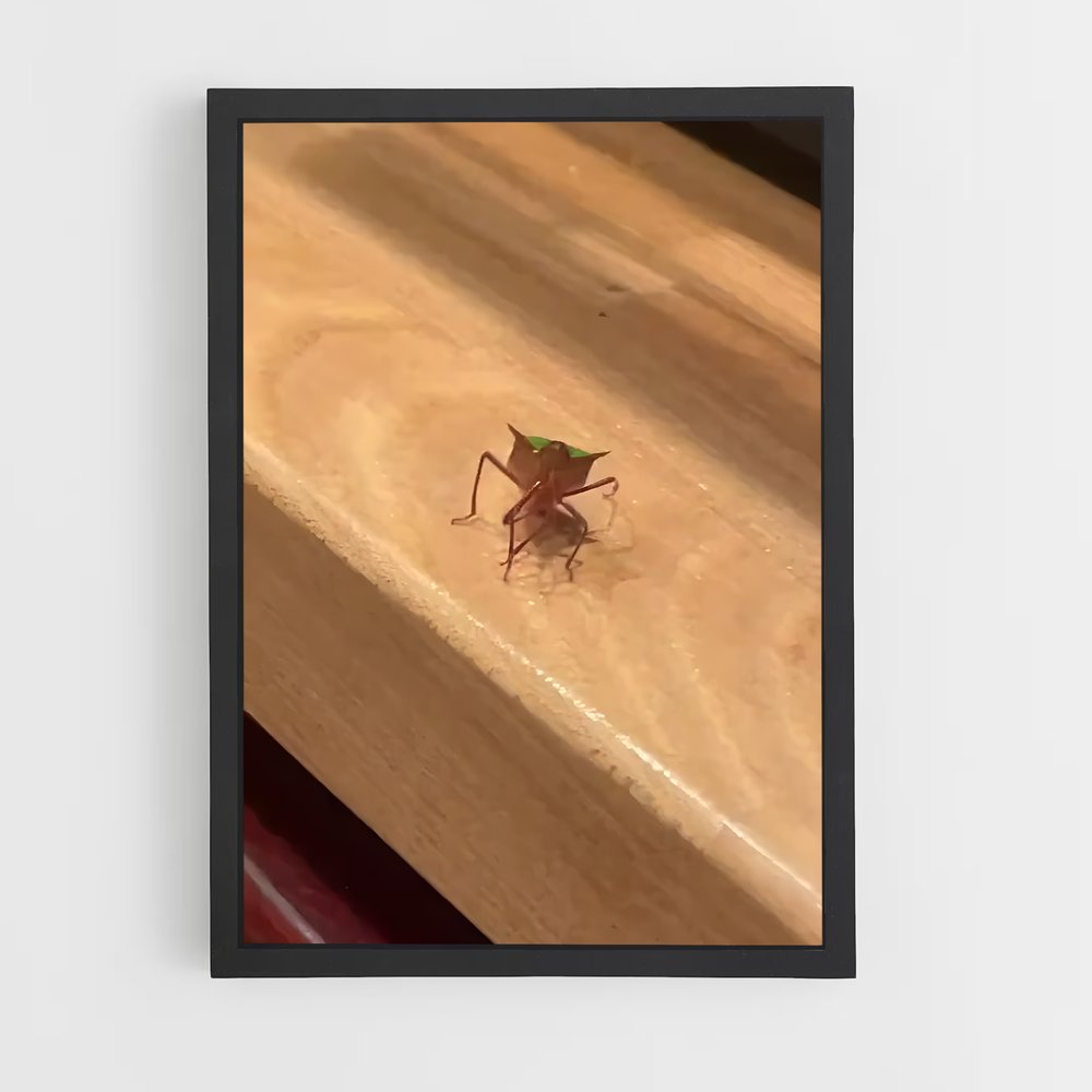 ap-stink bug-1 cadre Noir