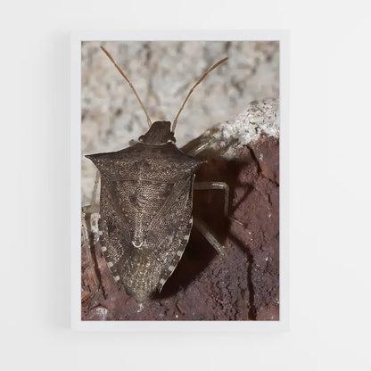 ap-stink bug-2 cadre Blanc