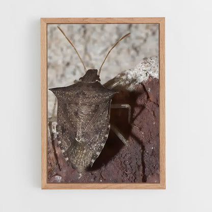 ap-stink bug-2 cadre Bois clair