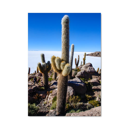 Poster Cactus Dream