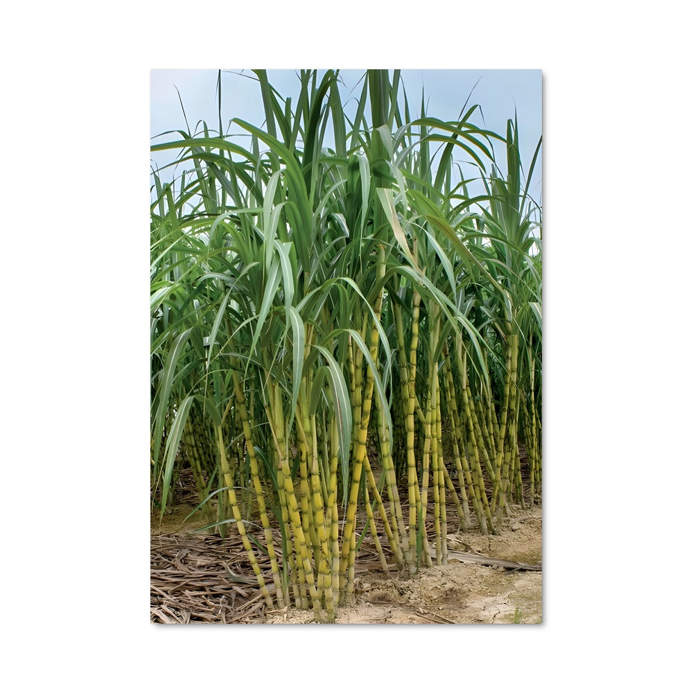 Poster Champs de Sucre