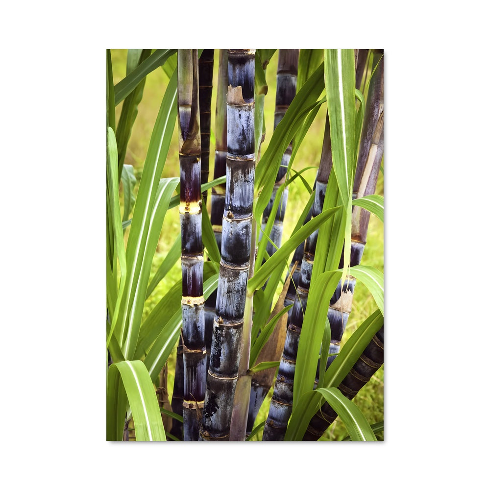 Poster Jardin de Bambou