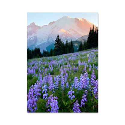 Poster Summer 97657