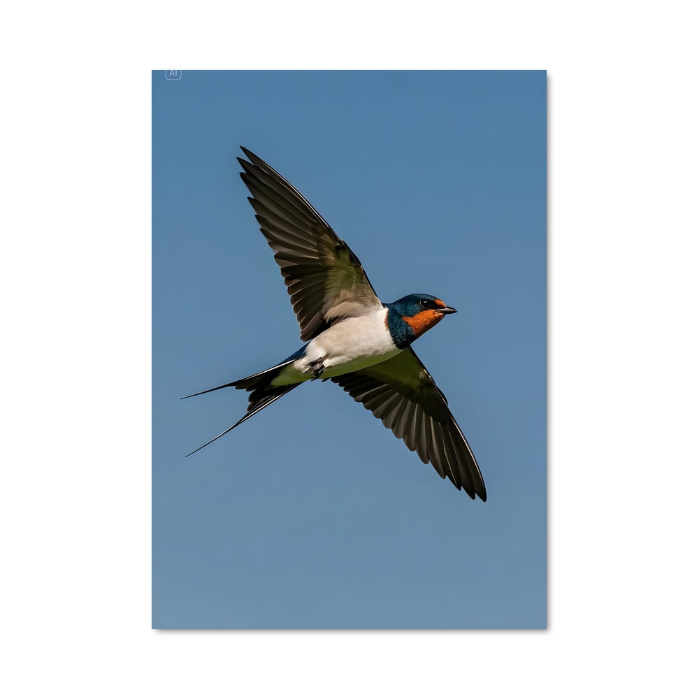 Poster Envol de l'Hirondelle