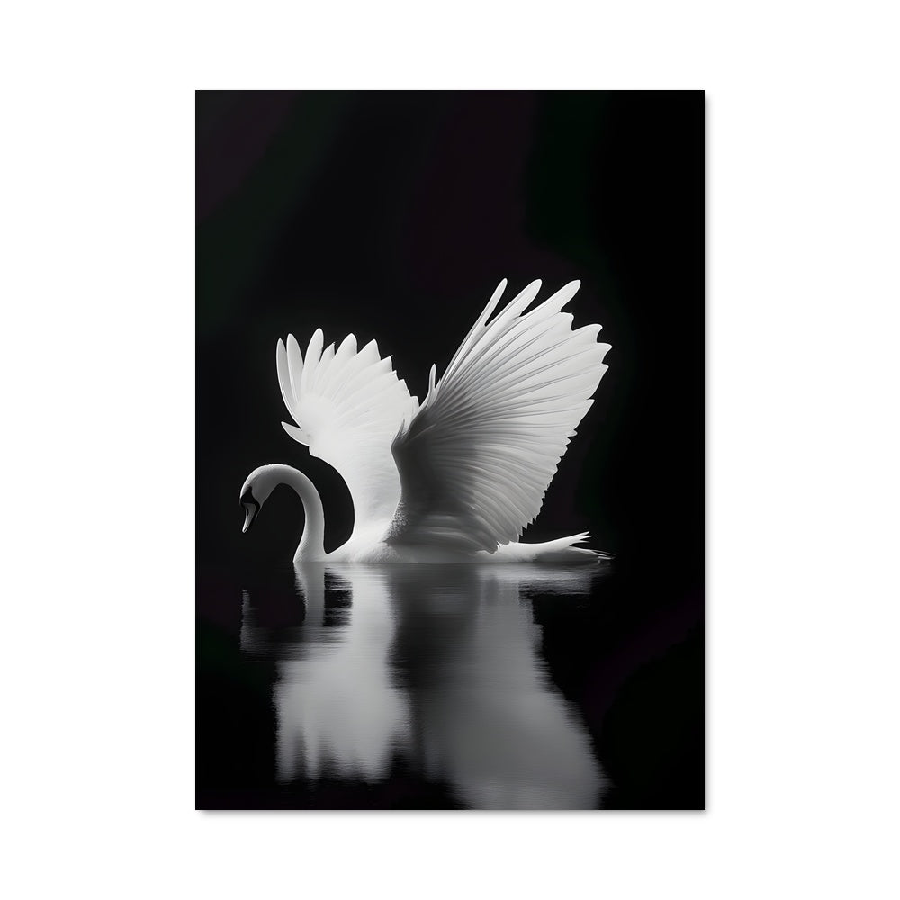 Poster Cygne Majestueux