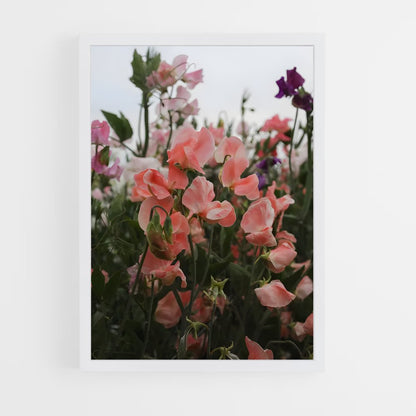 ap-sweet pea-2 cadre Blanc