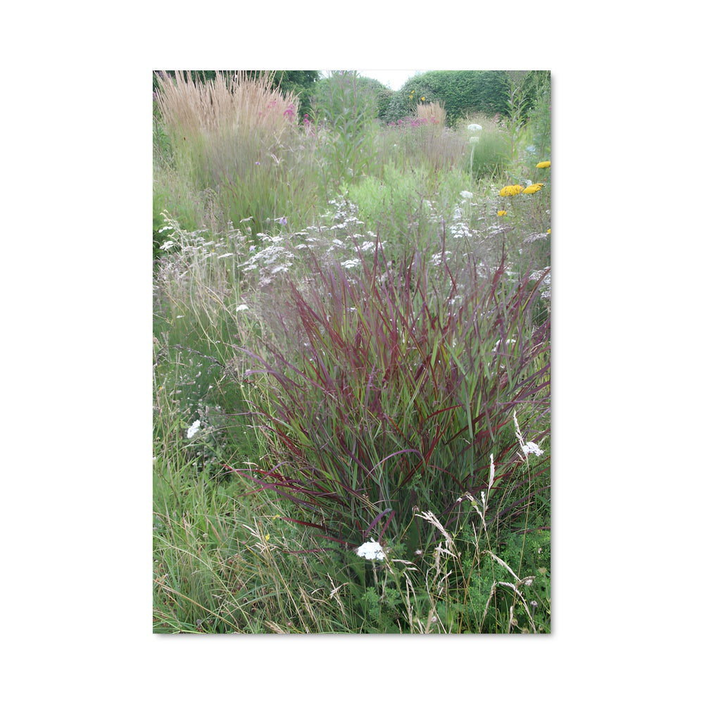 Poster Switchgrass 96800