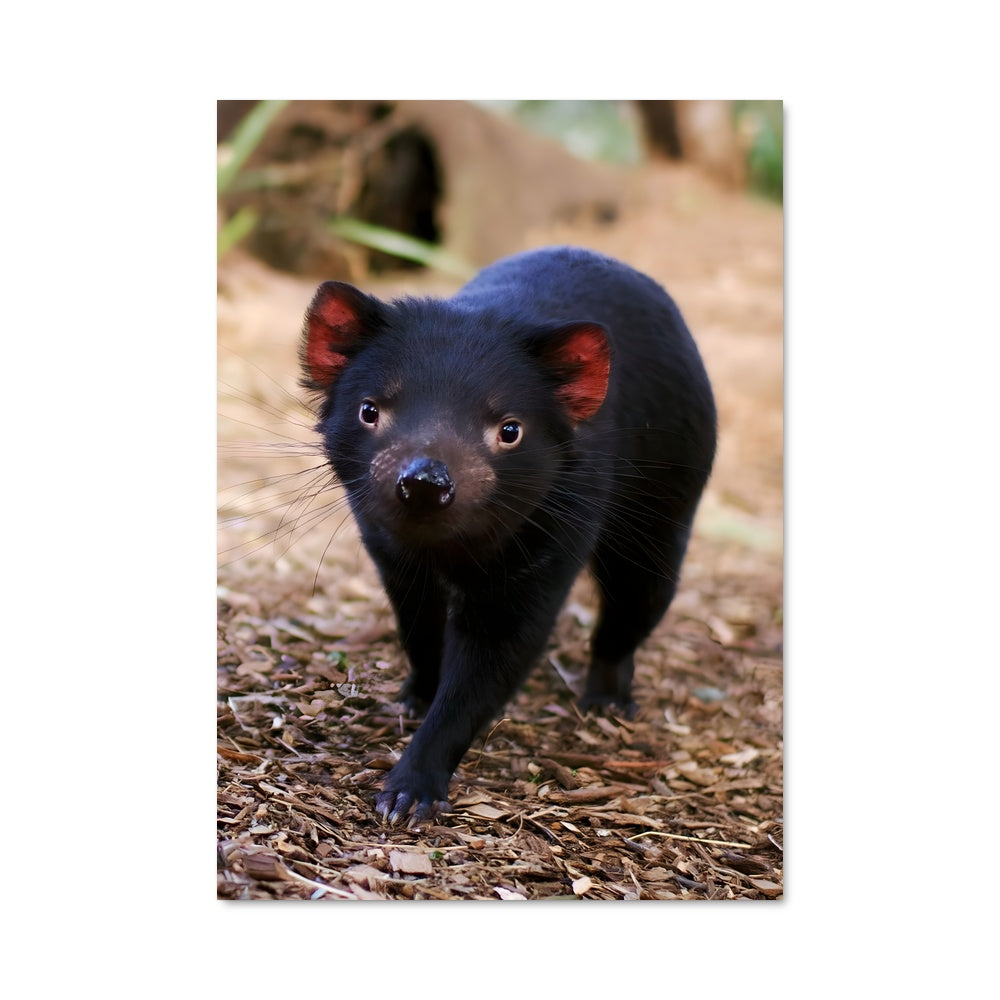 Poster Tasmanian Spirit