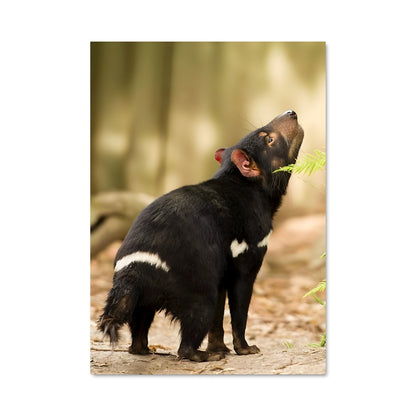Poster Le Diable de Tasmanie Gourmand