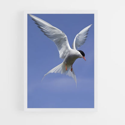 ap-tern-2 cadre Blanc