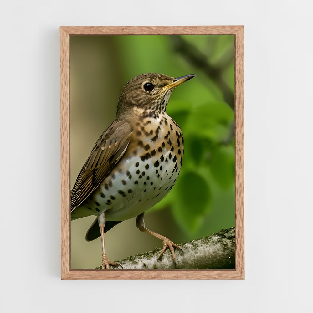 ap-thrush-1 cadre Bois clair