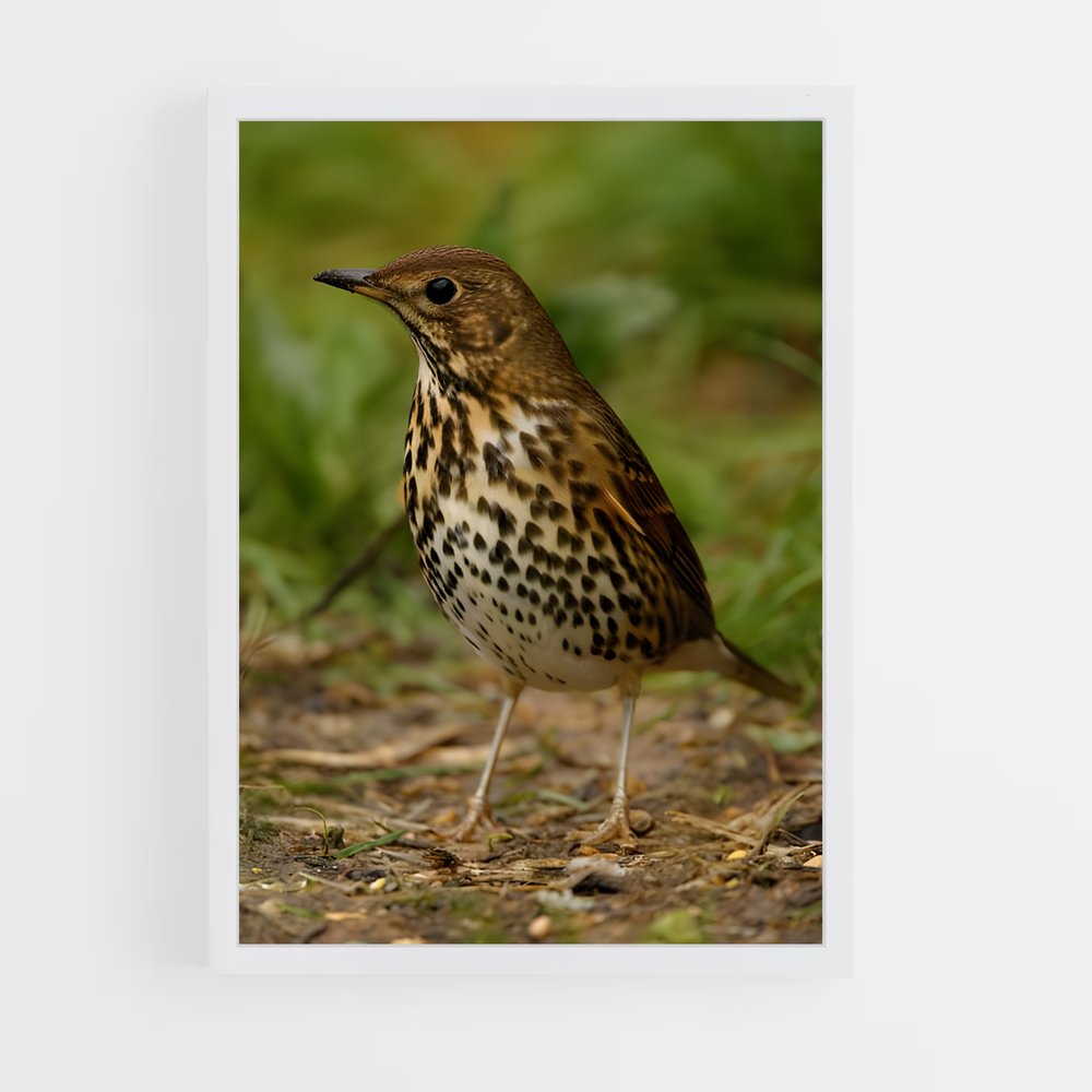 ap-thrush-2 cadre Blanc
